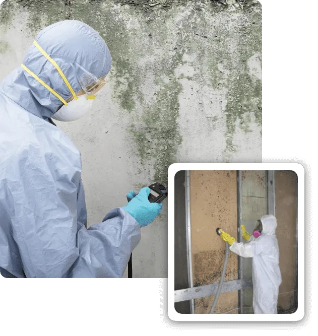 Best Mold removal services