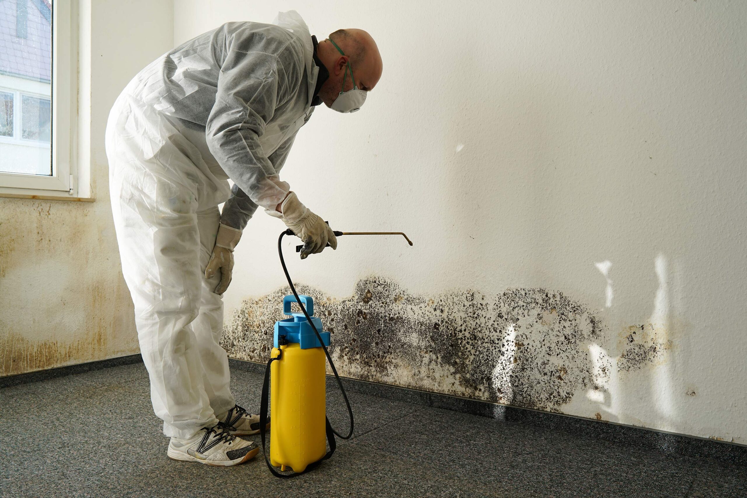 Mold Removal Service